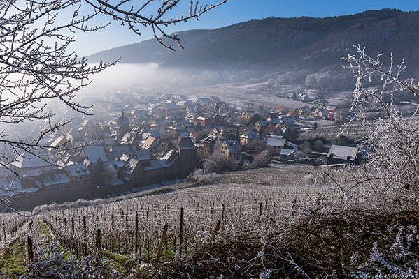 Riquewihr vignoble