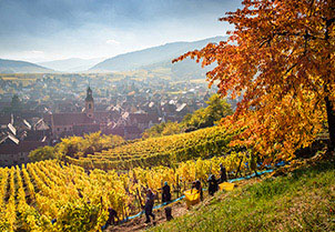 alsace